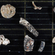 Bryozoans.